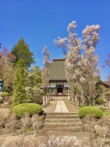 中禅寺本堂/ほうき桜