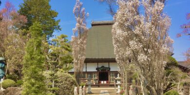 中禅寺本堂/ほうき桜