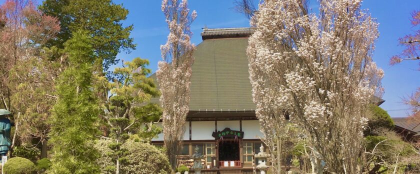 中禅寺本堂/ほうき桜