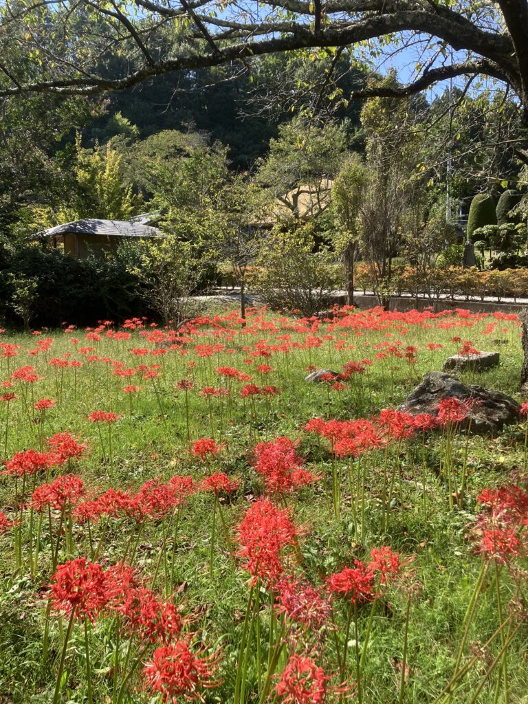 彼岸花