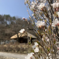 spring2