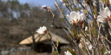 spring2