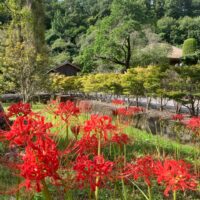 Spider lily/Red spider lily