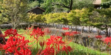 Spider lily/Red spider lily