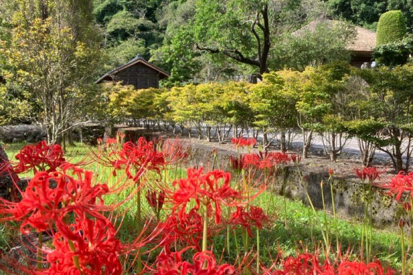 Spider lily/Red spider lily